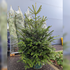 ULTIMATE Nordmann Fir Fresh Cut Christmas Tree - 6/7ft