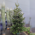 ULTIMATE Nordmann Fir Fresh Cut Christmas Tree - 7/8ft