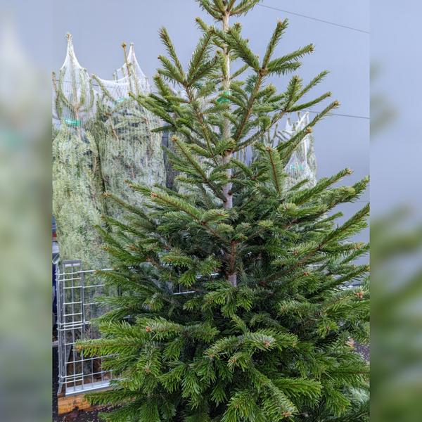 ULTIMATE Nordmann Fir Fresh Cut Christmas Tree - 7/8ft