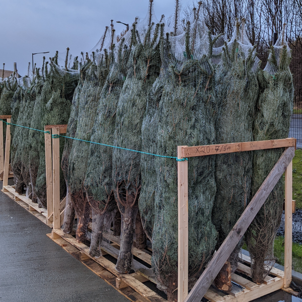 ULTIMATE Nordmann Fir Fresh Cut Christmas Tree - 6/7ft